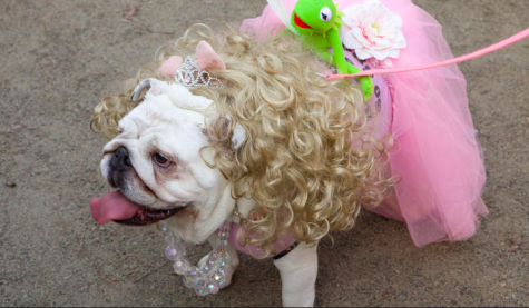 Kennedy’s Top Five Halloween Events